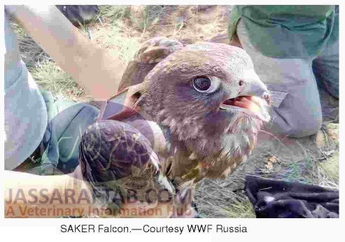 Saker Falcon tracking device for research on falcon