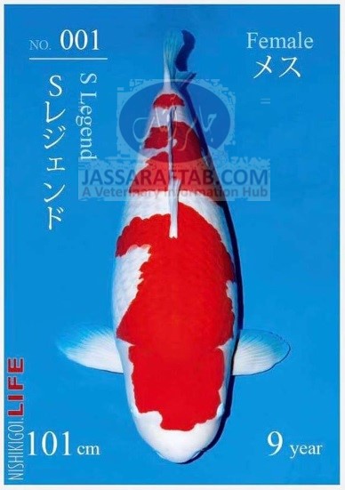Carp Fish was sold in Hiroshima. The most expensive fish of world
