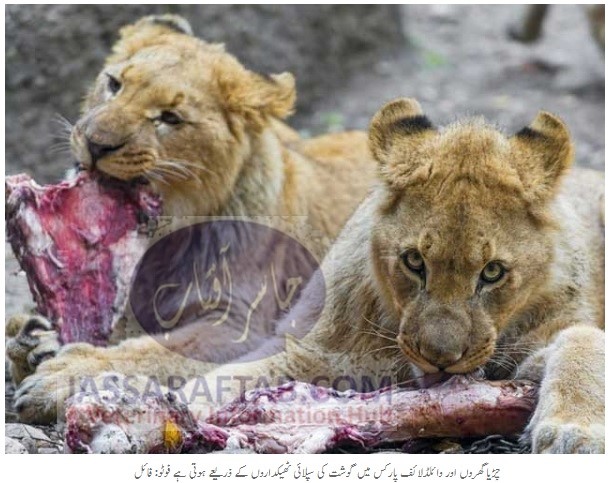 Food supply for Lahore zoo animals