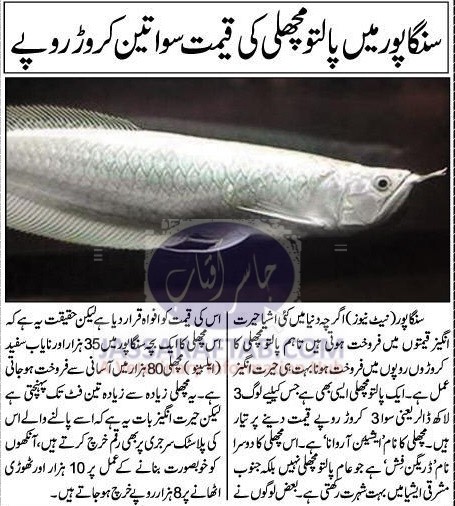 سنگا پور میں پالتو مچھلی کی قیمت سوا تین کروڑ روپے