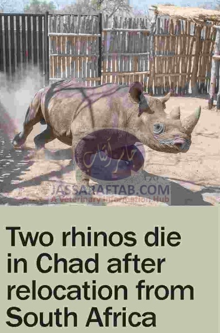 Death of Rhinos
