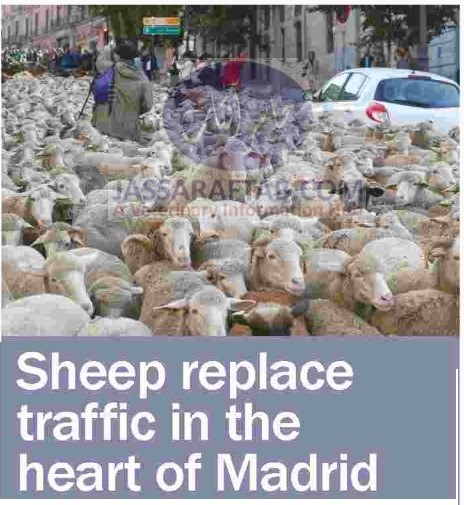سپین میں احتجاج، بھیڑیں سڑکوں پر
