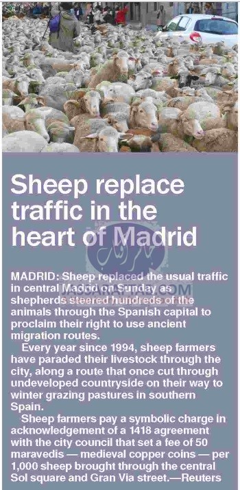 Sheep replace traffic