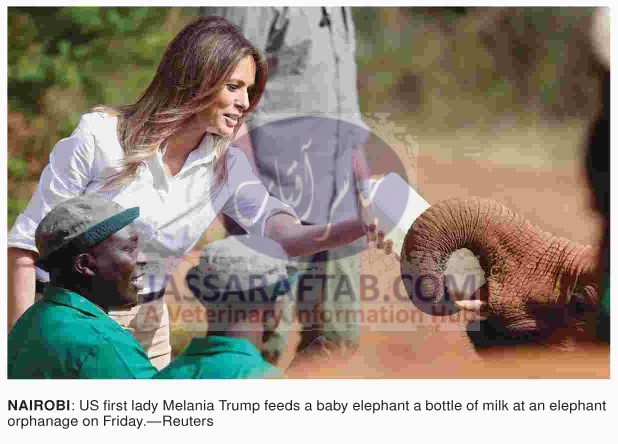 امریکہ کی خاتون اول نے کینیا میں ہاتھی کے بچے کو دودھ کی بوتل پلائی