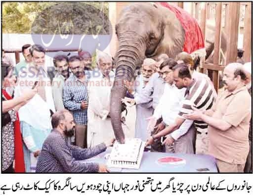 Birthday celebration of Elephant at Karachi Zoo