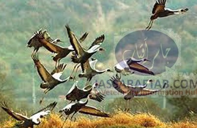 Siberian birds reach Pakistan