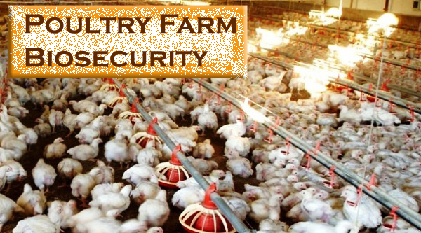 Poultry farm biosecurity