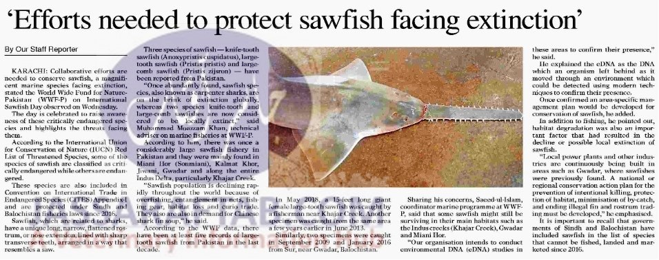 protection of sawfish which facing extinction 