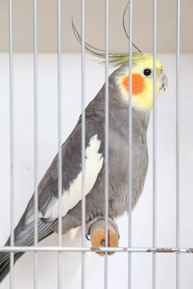 photographs of Bird Show - Grey colored bird
