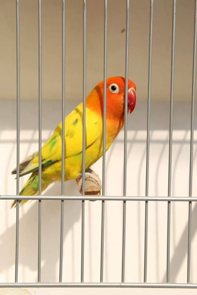 photographs of Bird Show - Yellow and orange bird