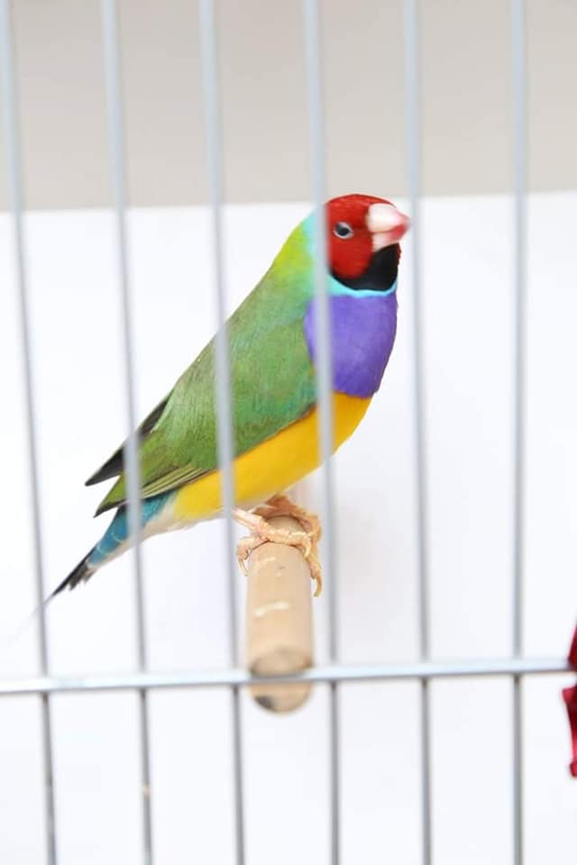 Lahore Zoo Bird Show - Colorful bird