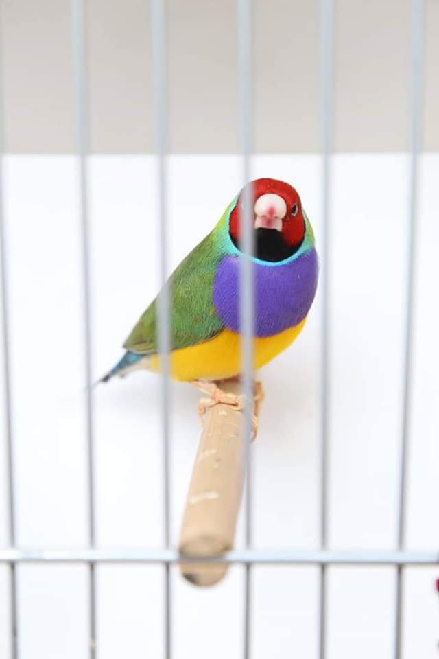 photographs of Bird Show - Multi colored Bird