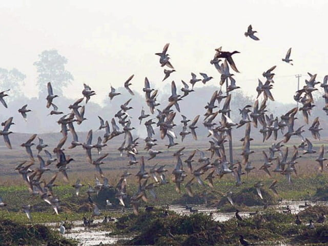 migratory birds