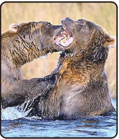 Wrestling of Bears