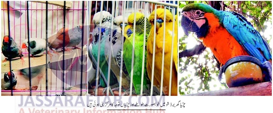 Bird show organized in Lahore zoo