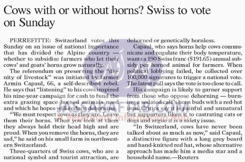 Swiss Cow Horns Controversy