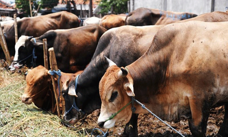پاکستان میں گائیوں کی تعداد 3 کروڑ 85 لاکھ تک پہنچ گئی