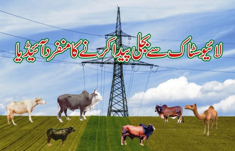Electricity from Livestock Live Energy Production