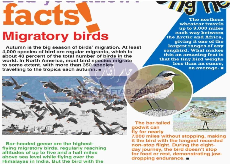 Facts about Migratory birds
