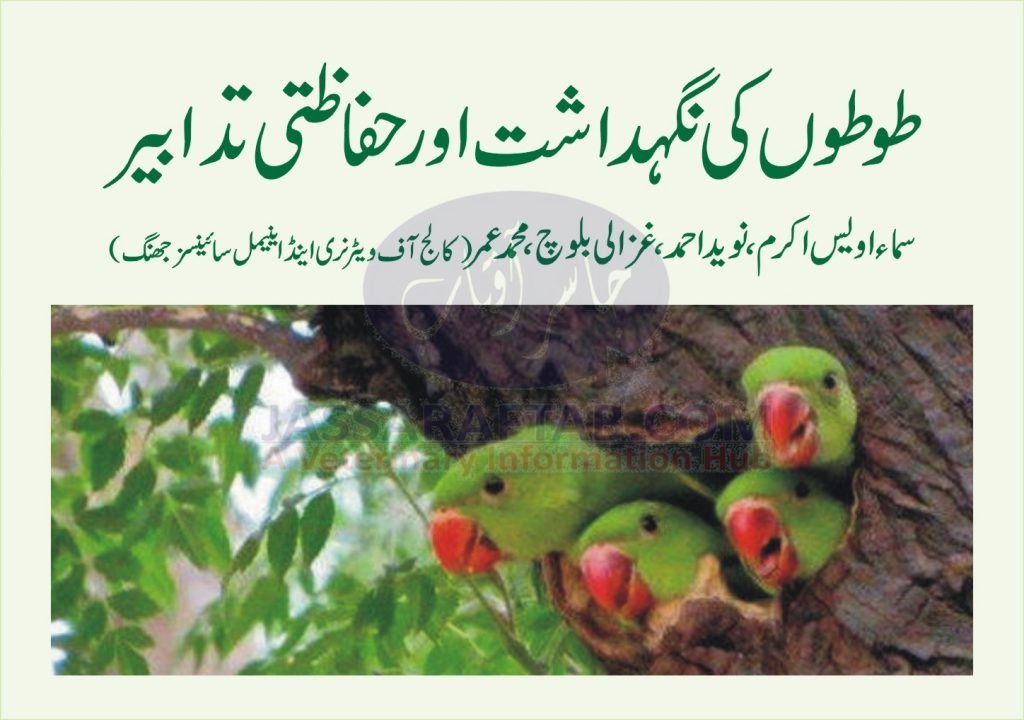 Parrots Care - Care and Management of Parrots