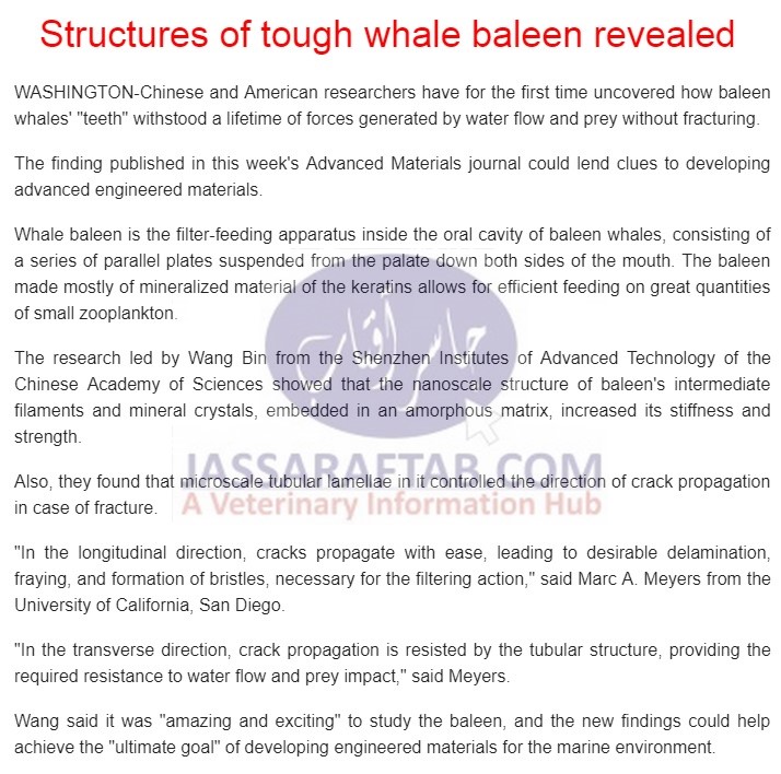Structure of tough whale 