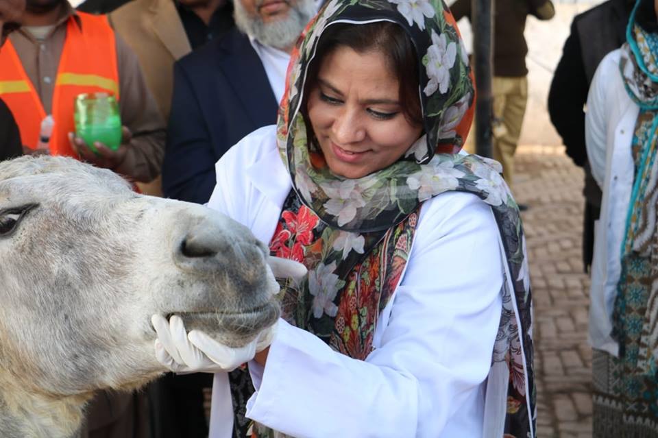 Female Vet treating a donkey
