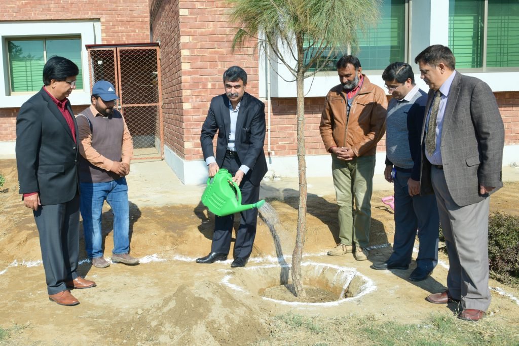 Tree Plantation