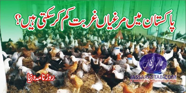پاکستان : مرغیاں غربت کم کر سکتی ہیں؟