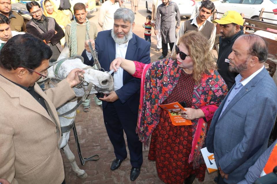 Sadia Sohail Rana giving medicine to donkey