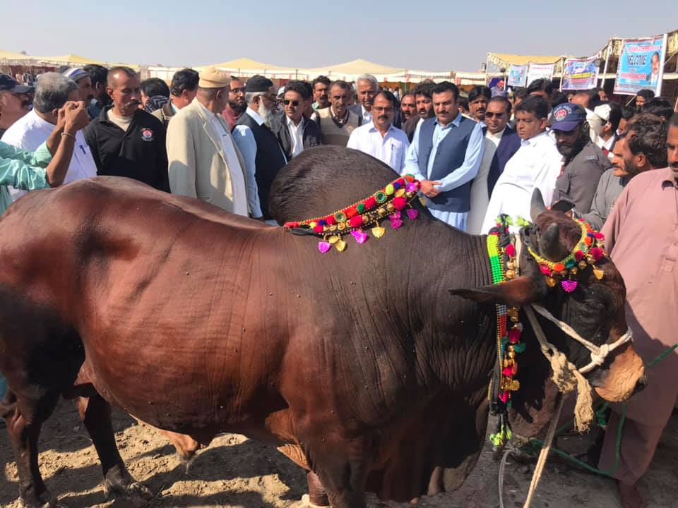 Red Sindhi Cattle 