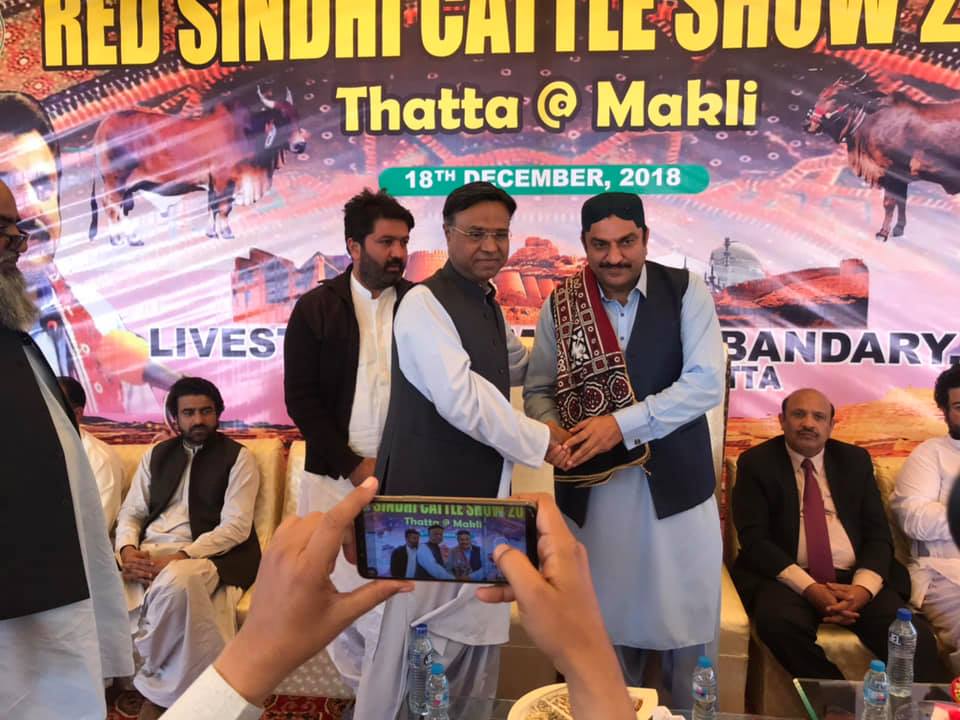 Red Sindhi Cattle Show in Thattha