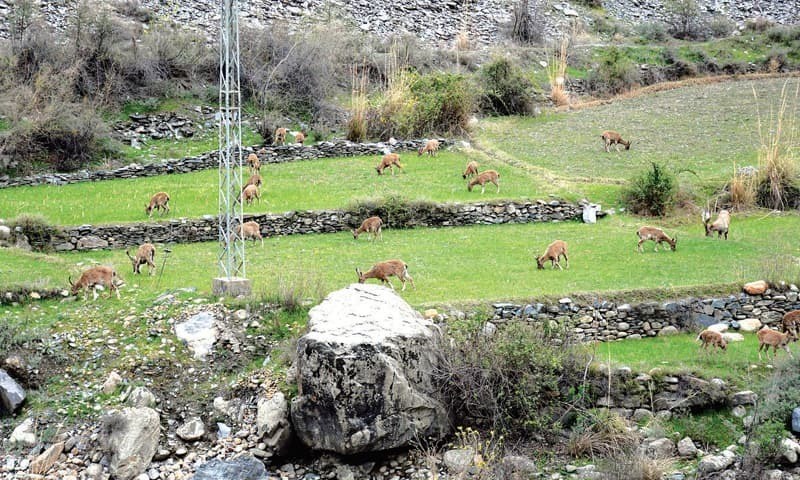 Stray dogs threaten Markhors in Chitral Gol National Park