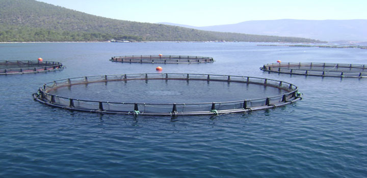 first net Cage Fisheries Project