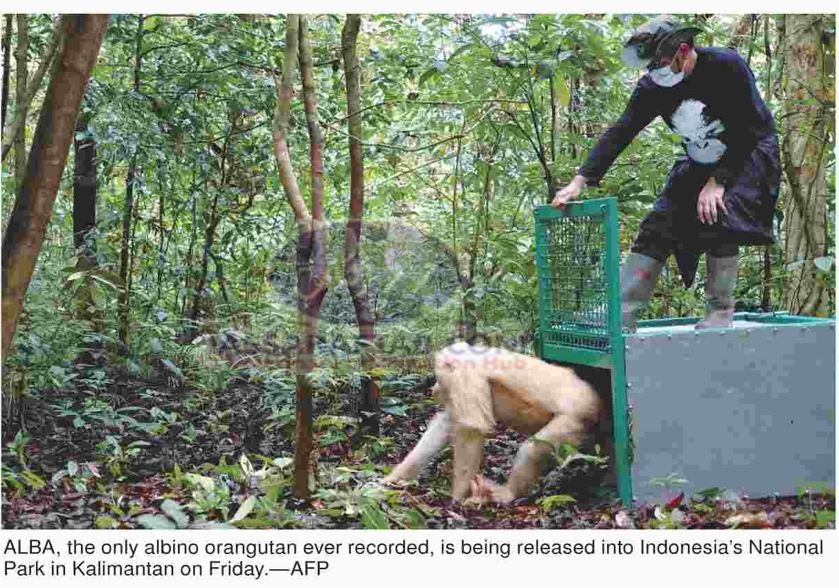 نایاب البینو آرنگٹان کو نیشنل پارک انڈونیشیا میں واپس چھوڑ دیا گیا