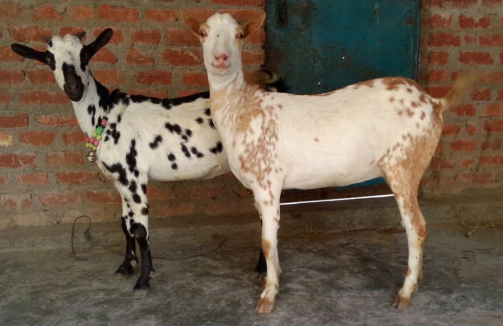 Goat breeds in sindh