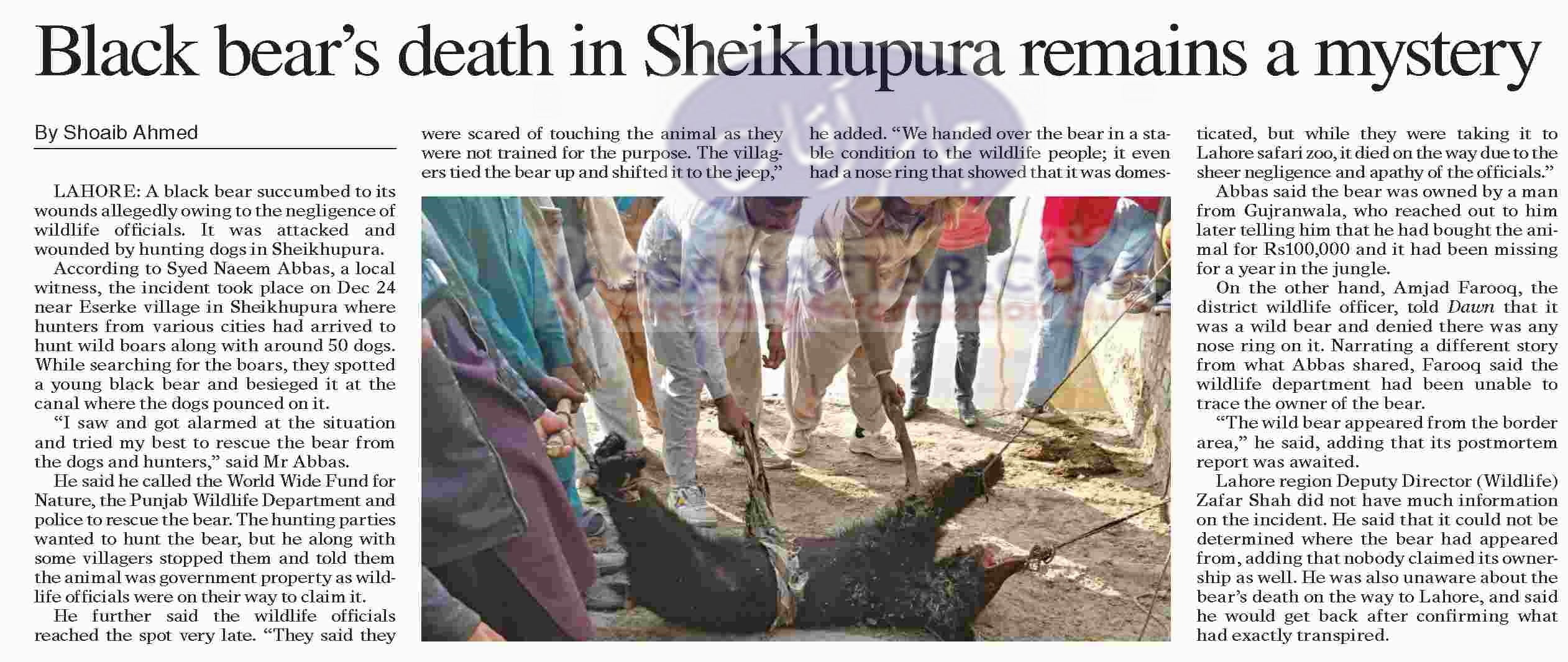Hunting dogs of hunters attacked black bear in Sheikhupura. Animal died in custody of wildlife department 