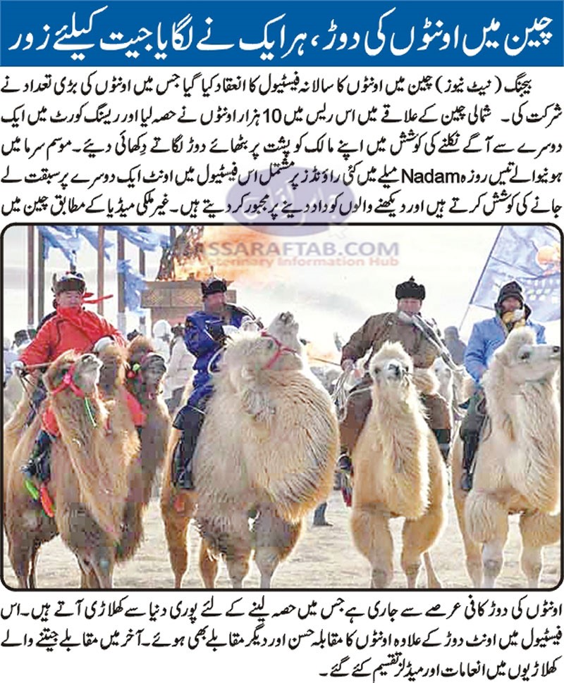 Camel Race in China, annual festive of China held in Beijing 