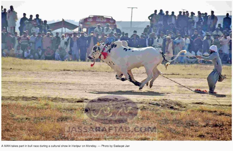 Bull race in cultural show