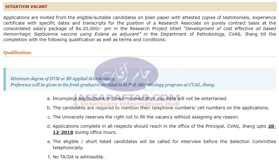 Research associate job in department of Pathobiology of CVAS Jhang