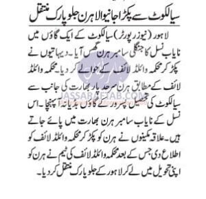 Deer found in Sialkot shifted to Jullo Park