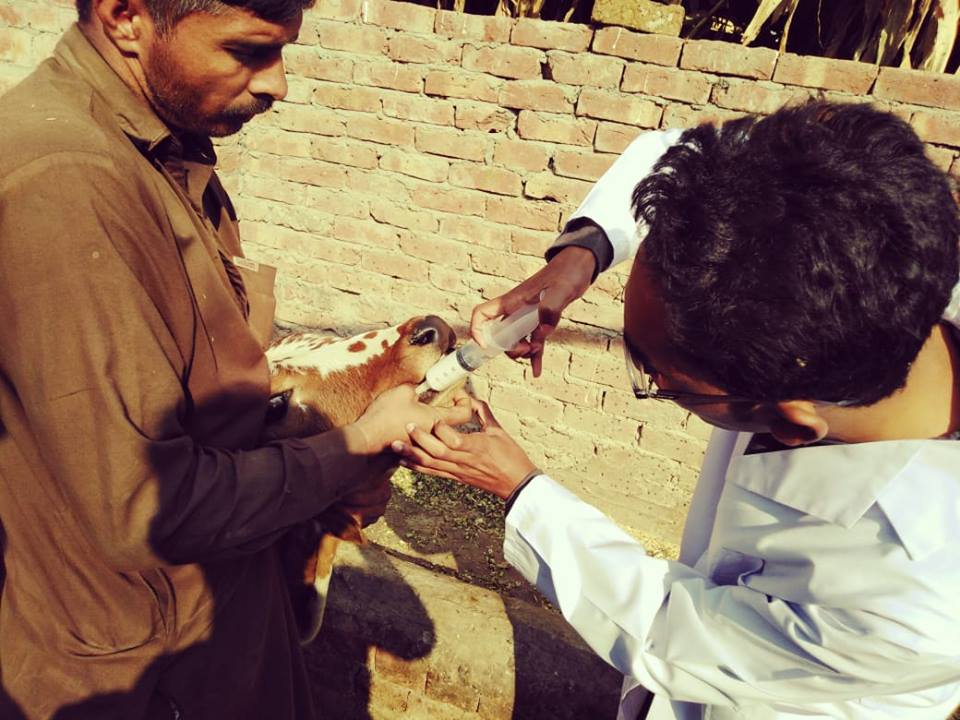 Deworming of cow