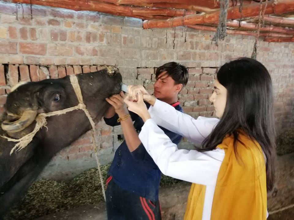 Female vet doing deworming of buffalo
