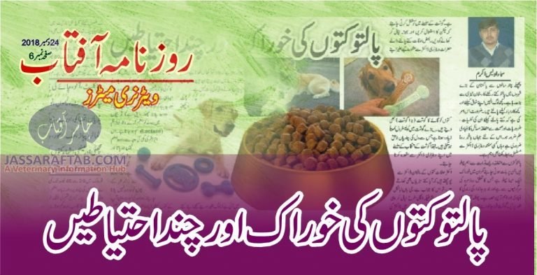 How to feed your dog? Dog feeding Guidelines and dog diet. Meat, Milk, Commercial dog food, Boiled Vegetables for dogs and Chocolates for dogs