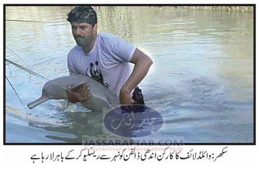 سکھر: وائلڈلائف کا کارکن اندھی ڈولفن کو ریسکیو کرتے ہوئے