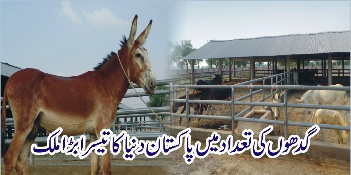 گدھوں کی تعداد میں پاکستان دنیا کا تیسرا بڑا ملک