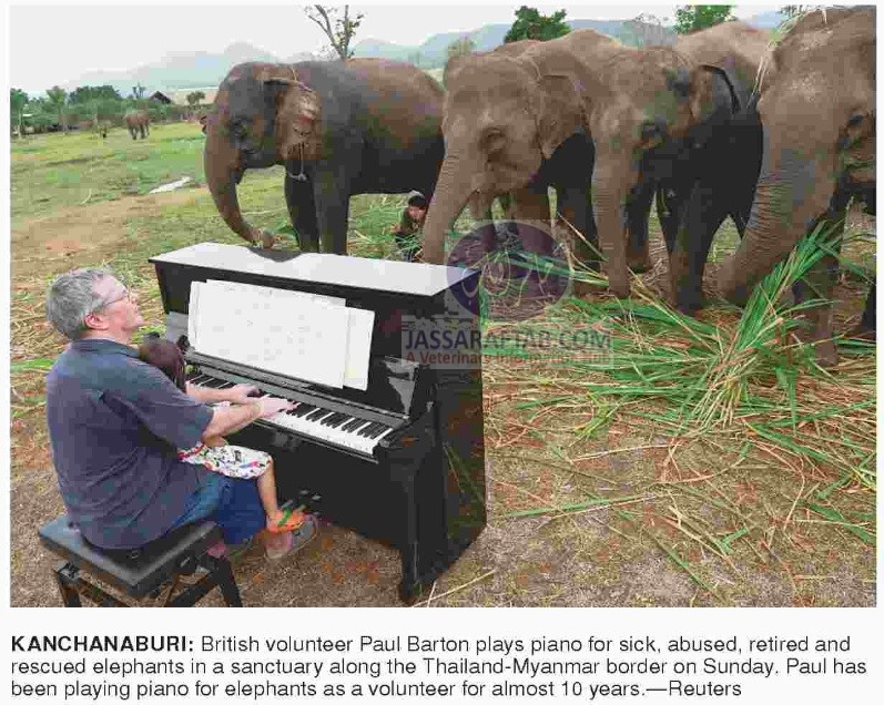 پیانو بجانے والا برطانوی شخص تھائی لینڈ میں بیمار اور بزرگ ہاتھیوں کے لیے پیانو بجاتا ہے