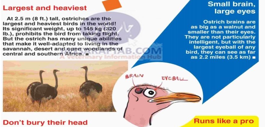 شتر مرغ کے بارے میں دلچسپ حقائق