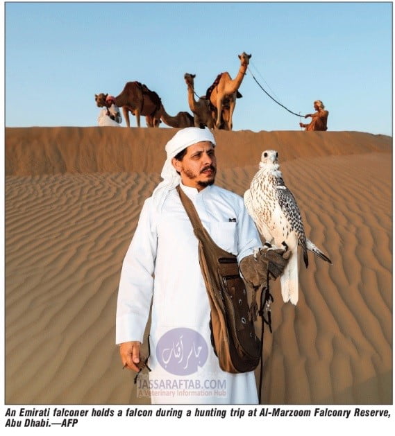 Falcon with camels in desert