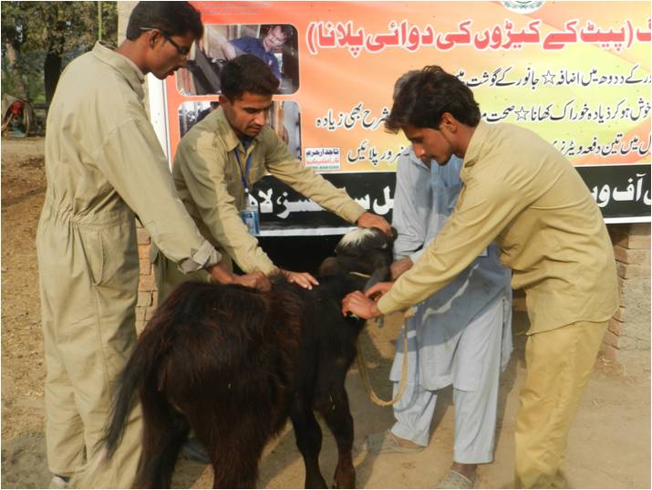 Deworming of buffalo calf