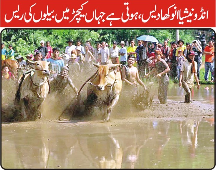 Bull Race in Mud